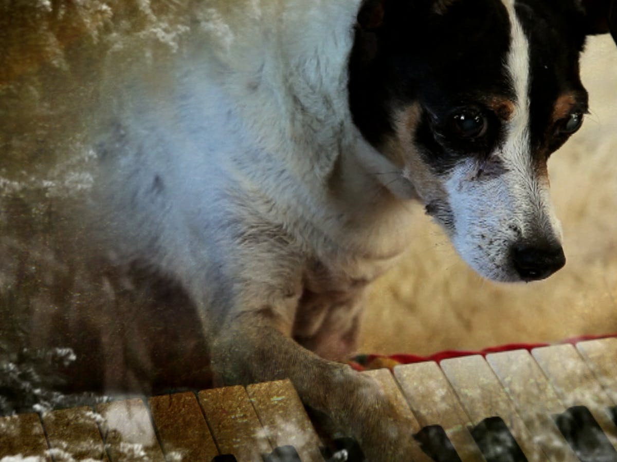 Signs Your Pet is in Their Afterlife